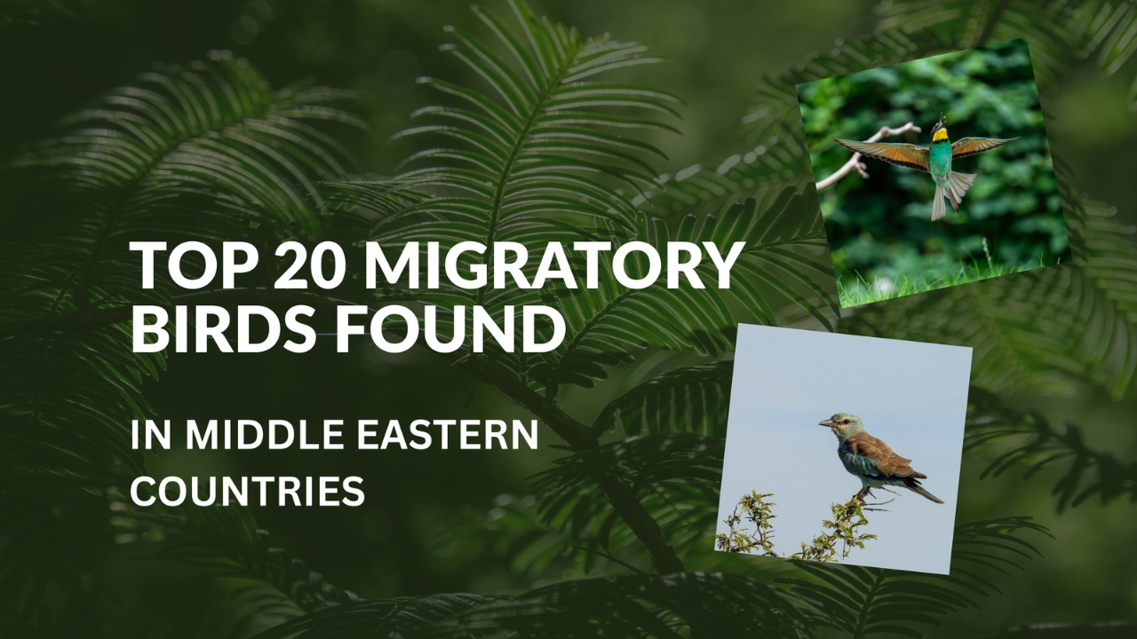 TOP 20 MIGRATORY BIRDS FOUND IN MIDDLE EASTERN COUNTRIES